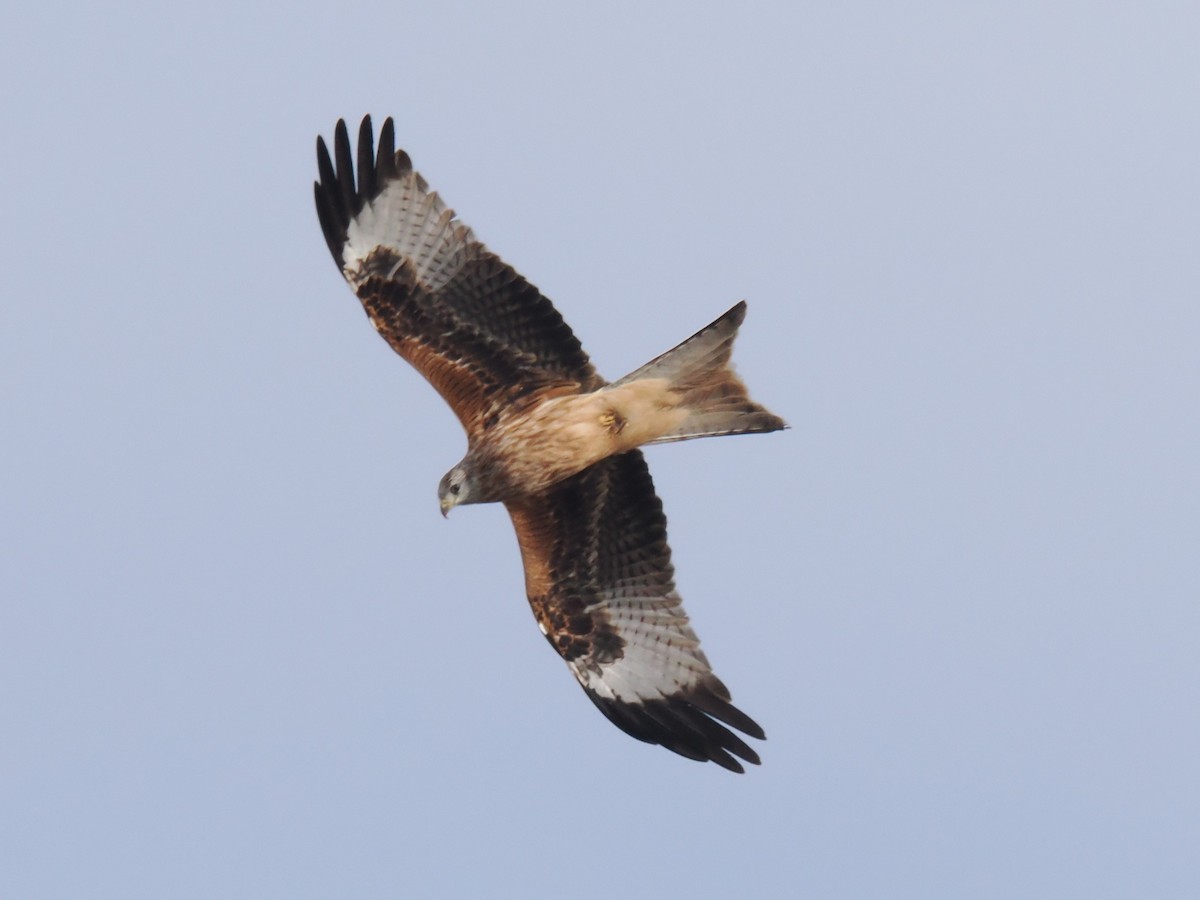 rødglente - ML646525563