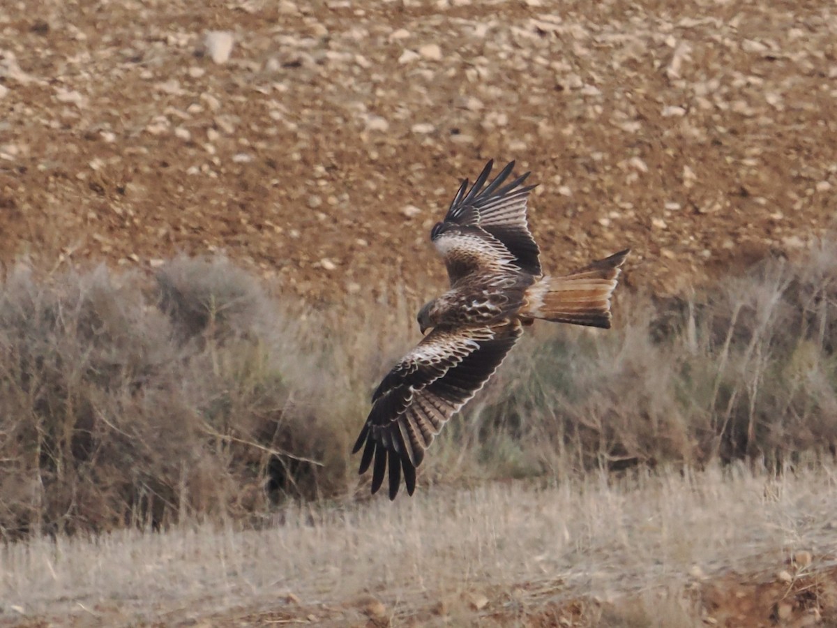 rødglente - ML646525564