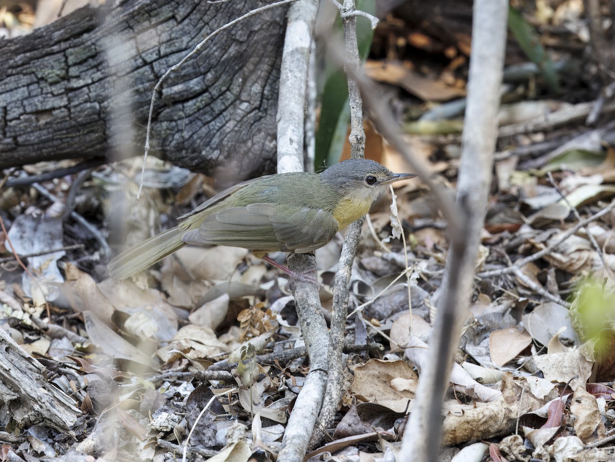 コバネマダガスカルヒヨドリ - ML646525565