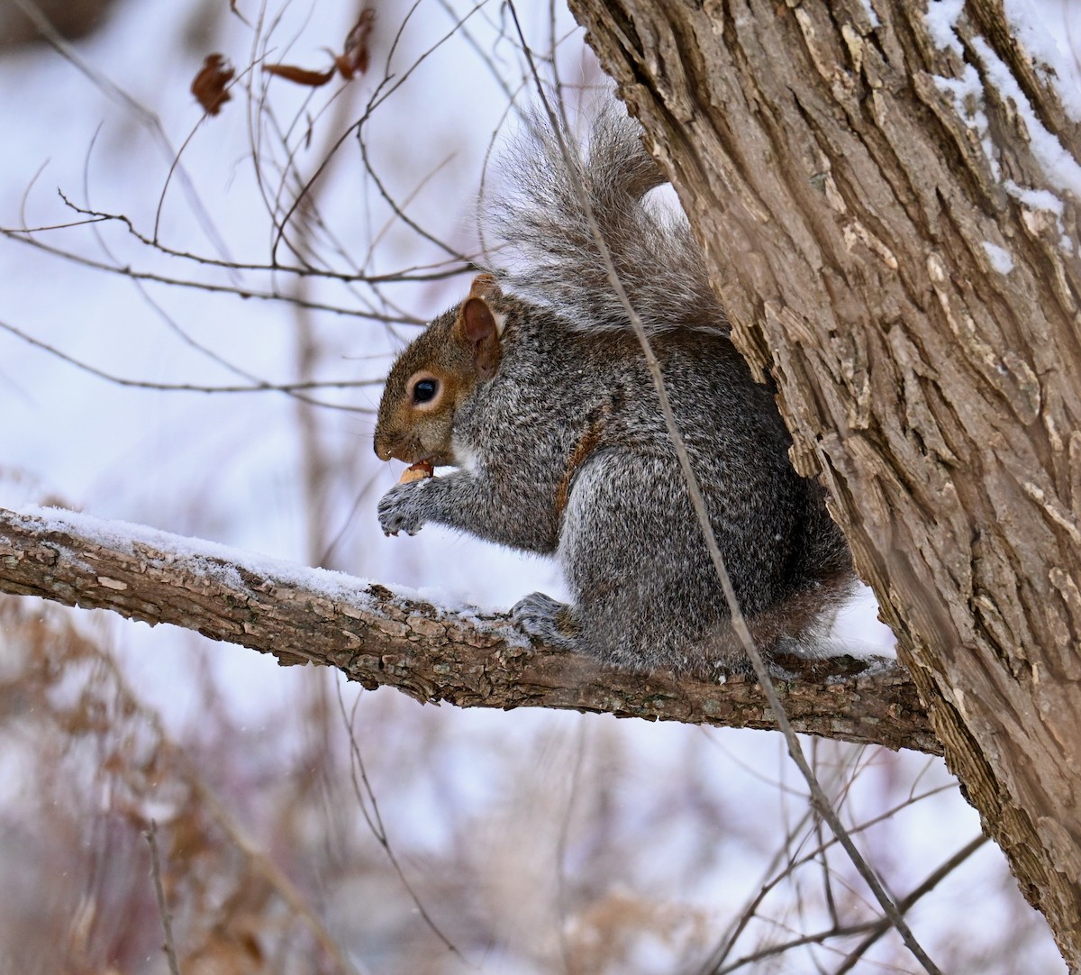 Animals - ML646525566