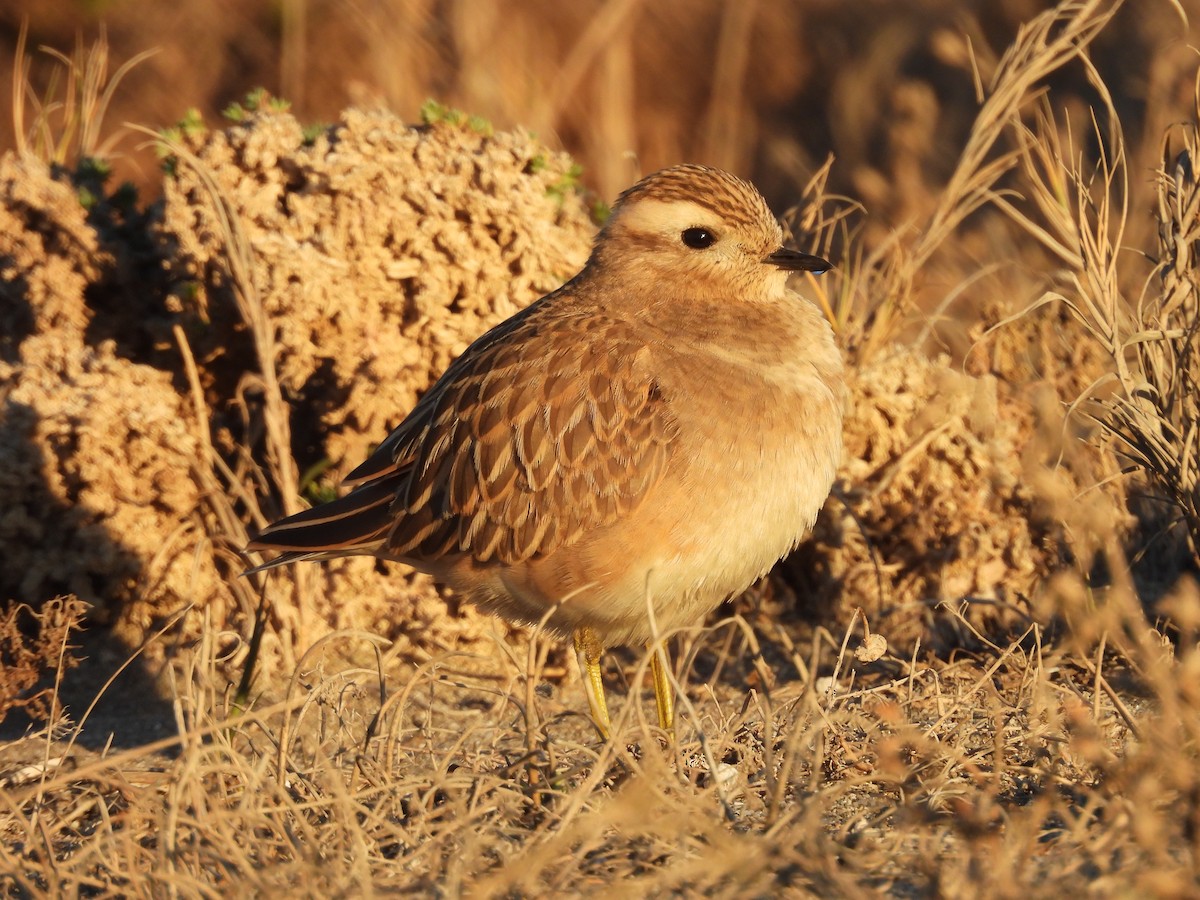 boltit - ML646525568