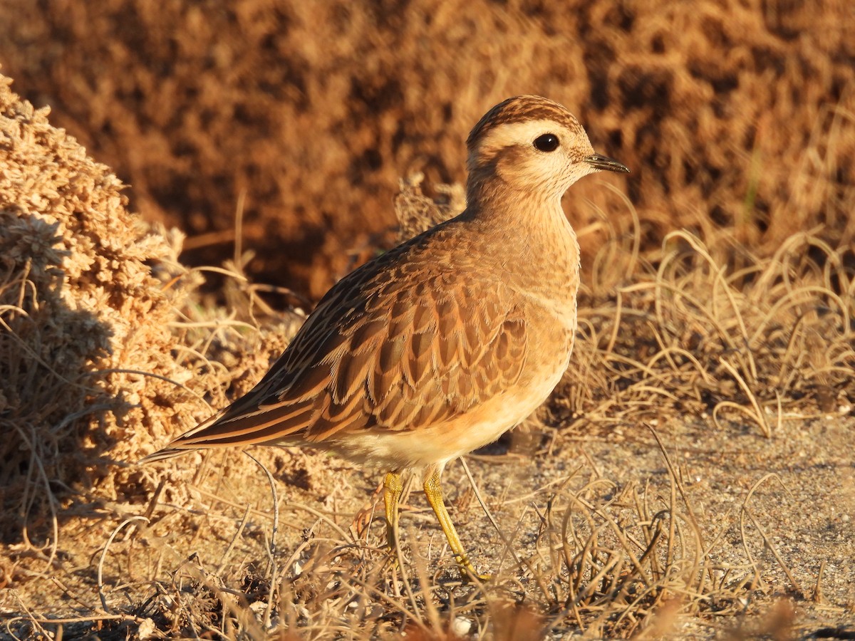 boltit - ML646525569