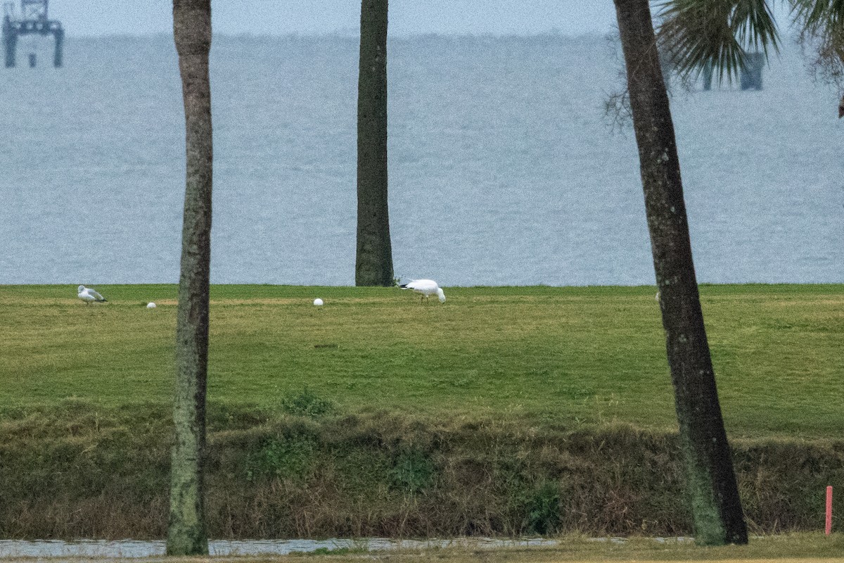 Snow Goose - ML646525571