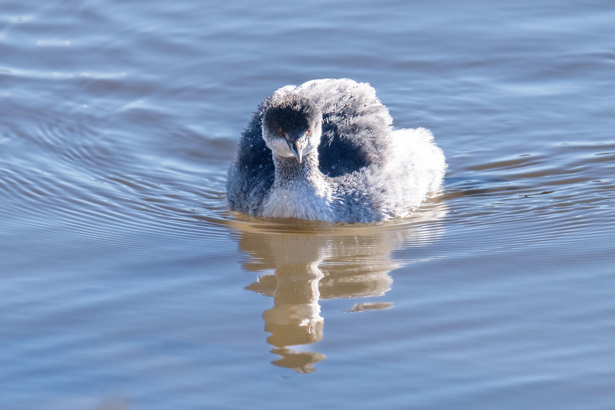 Eared Grebe - ML646525572