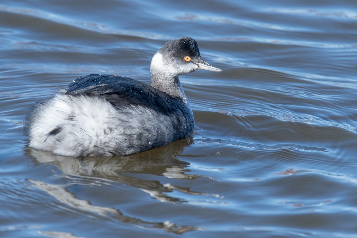 Eared Grebe - ML646525573