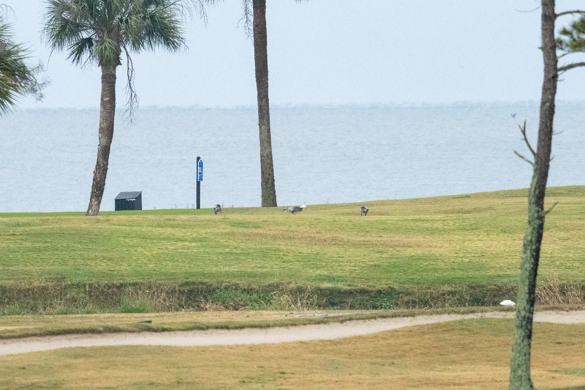 Snow Goose - ML646525577