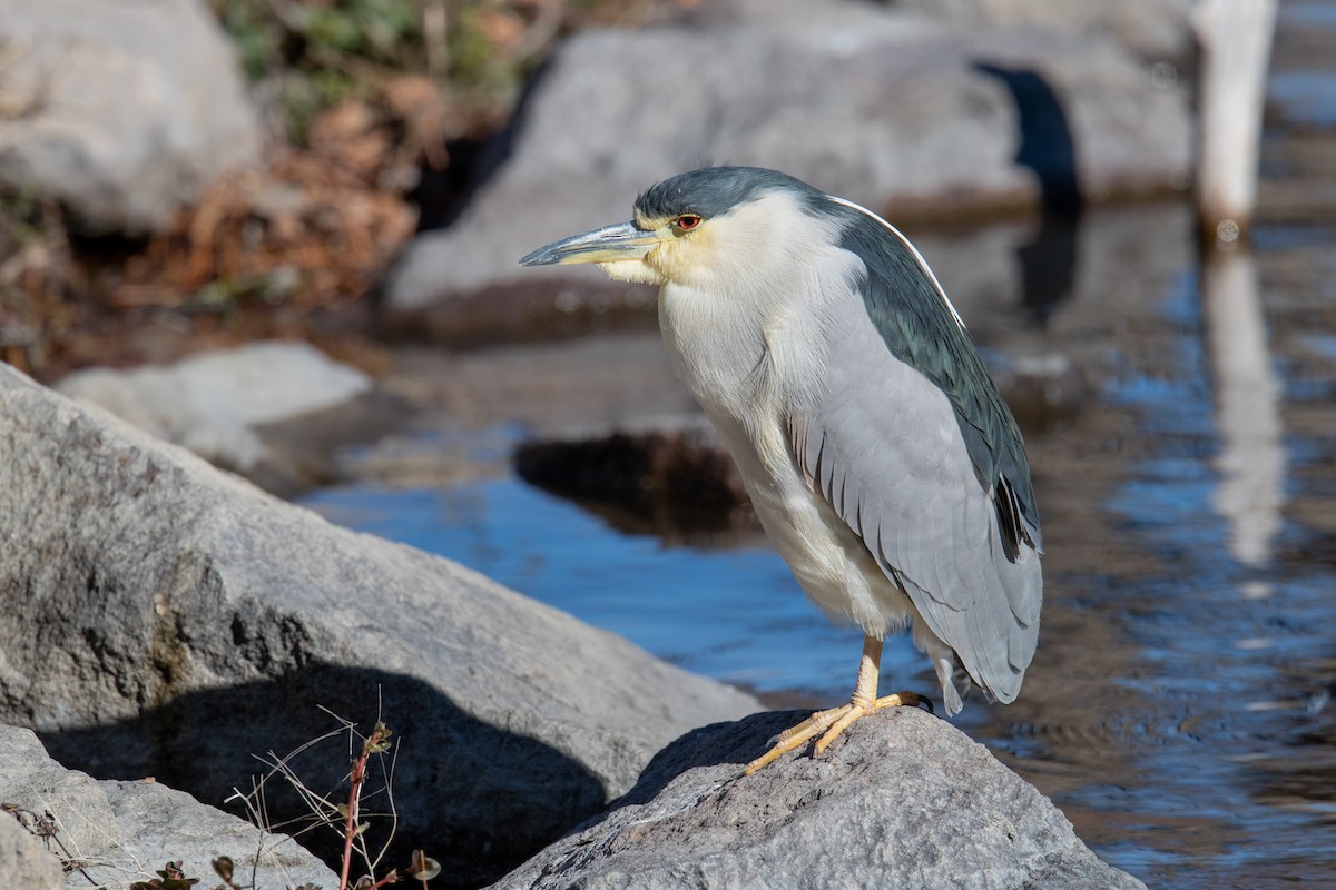 Black-crowned Night Heron - ML646525579