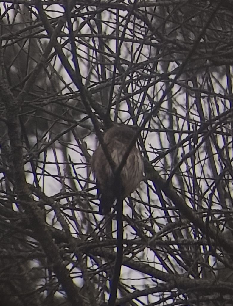 Eurasian Pygmy-Owl - ML646525580