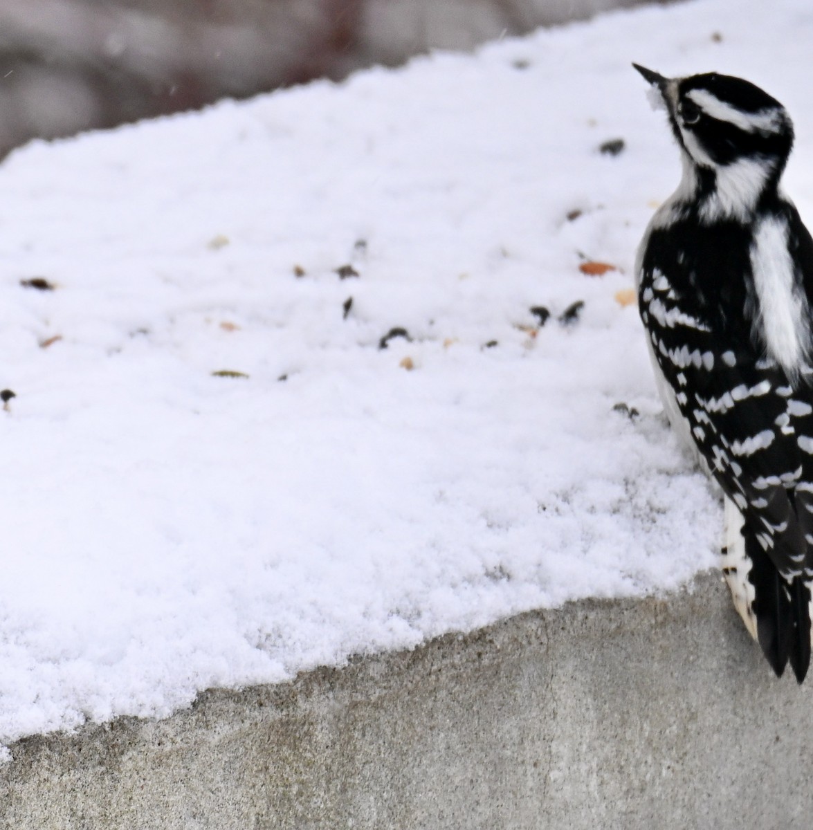 Downy Woodpecker - ML646525581