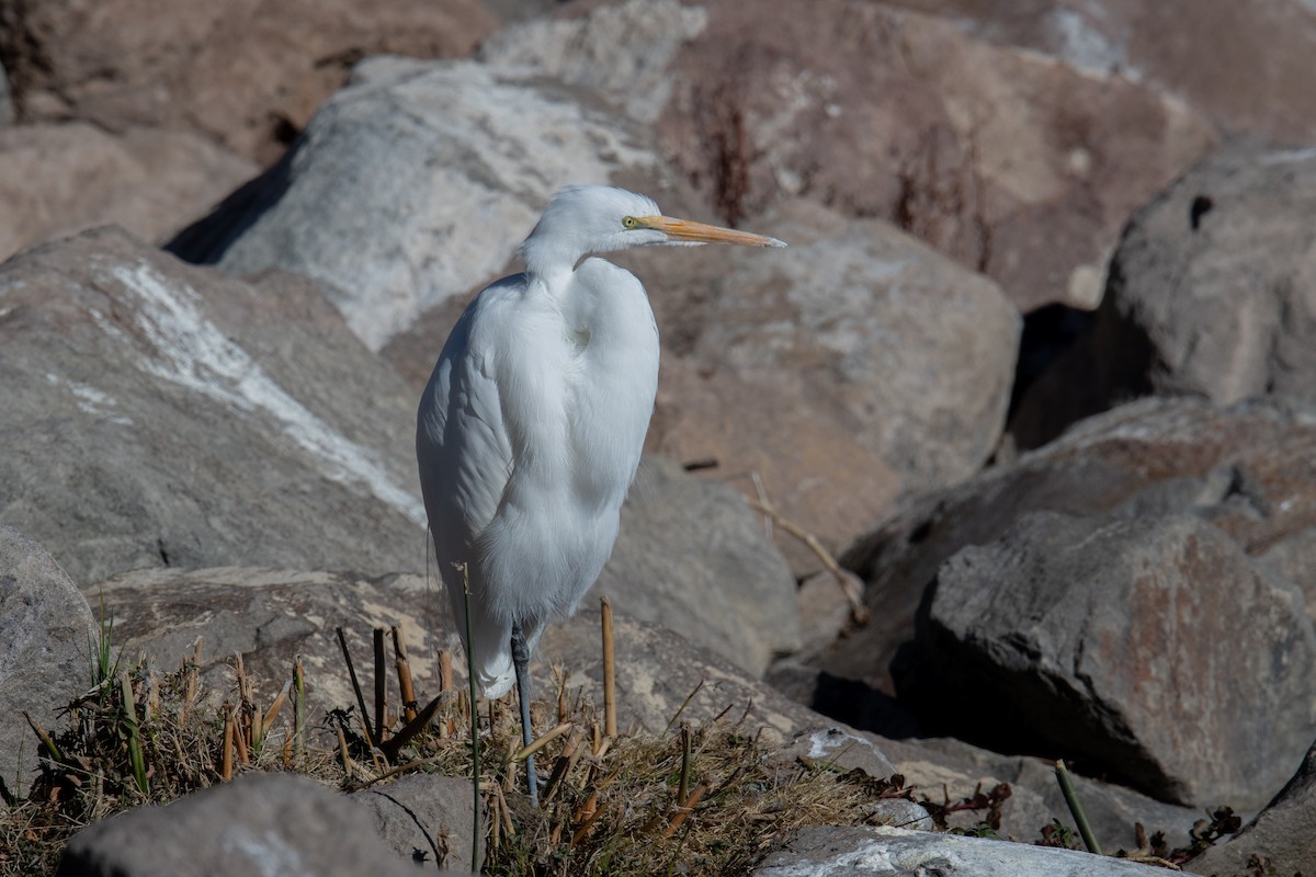 Great Egret - ML646525583