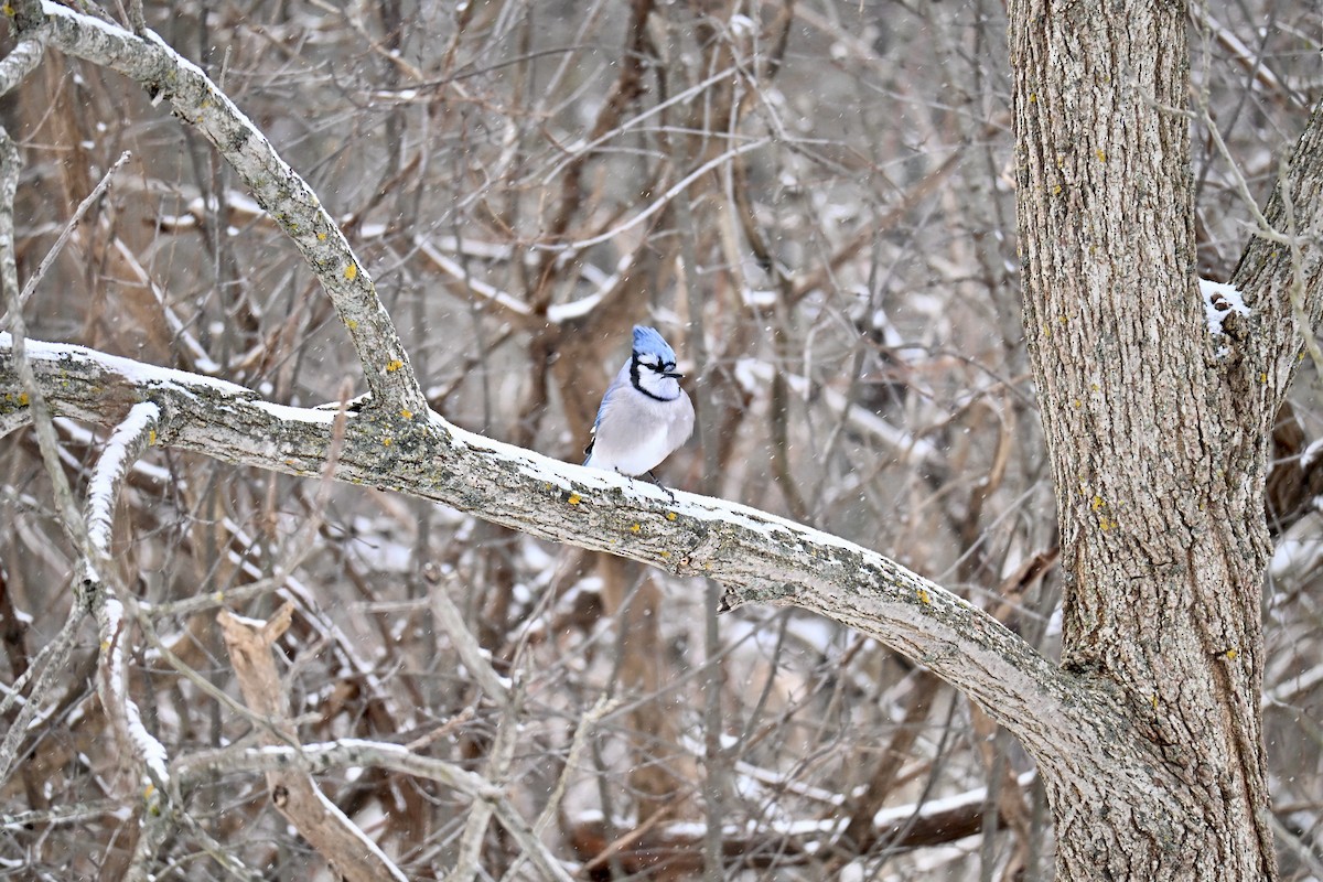 Blue Jay - ML646525584