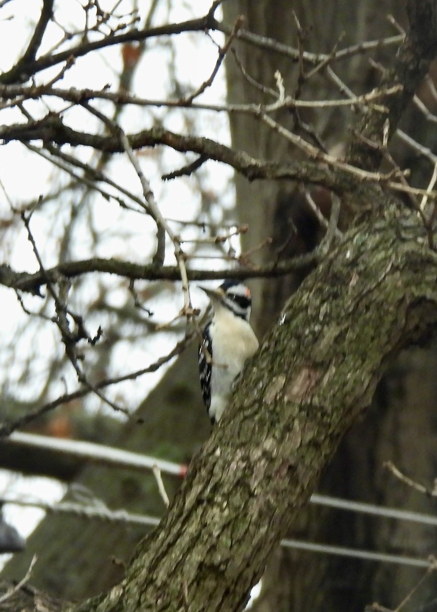 Hairy Woodpecker - ML646525586
