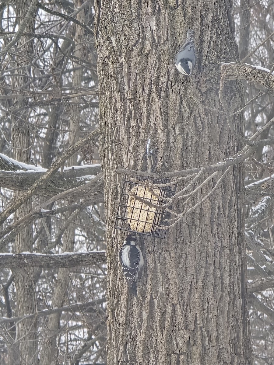 brhlík běloprsý - ML646525592