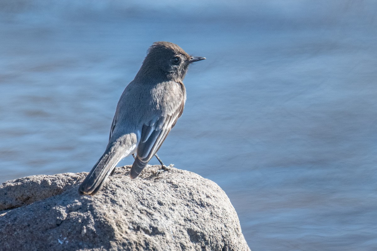 Black Phoebe - ML646525594
