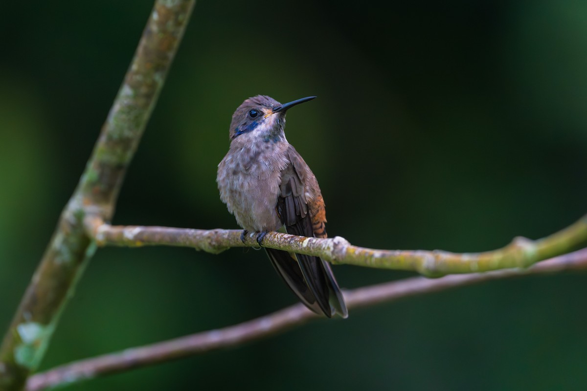 Brown Violetear - ML646525595