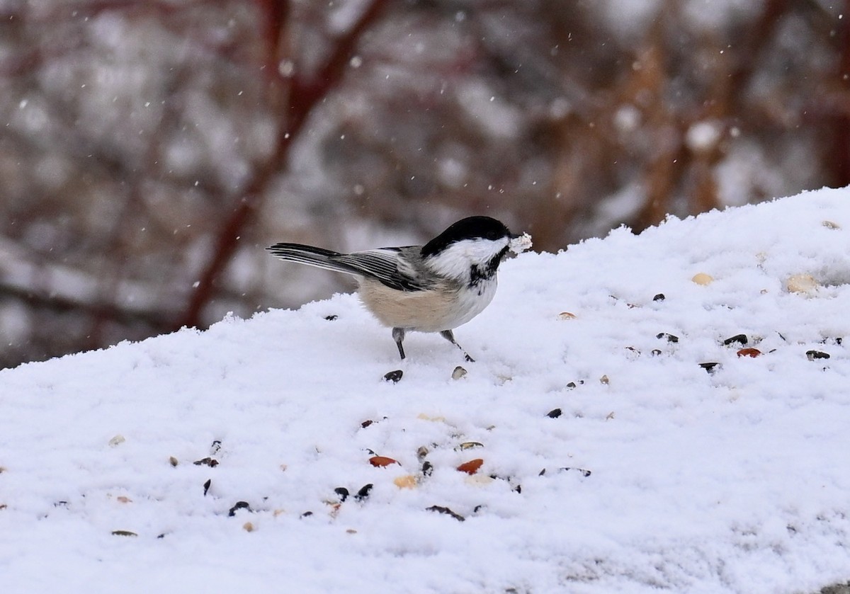 Black-capped Chickadee - ML646525597