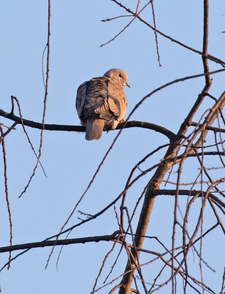 Eurasian Collared-Dove - ML646525600