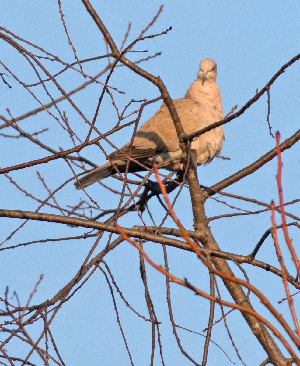 Eurasian Collared-Dove - ML646525601