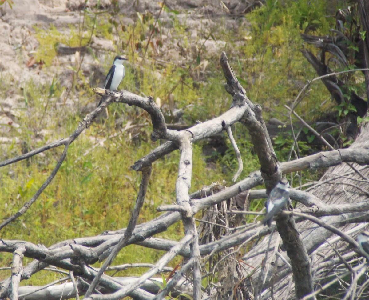 White-winged Swallow - ML646525604