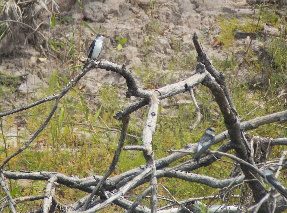 White-winged Swallow - ML646525605