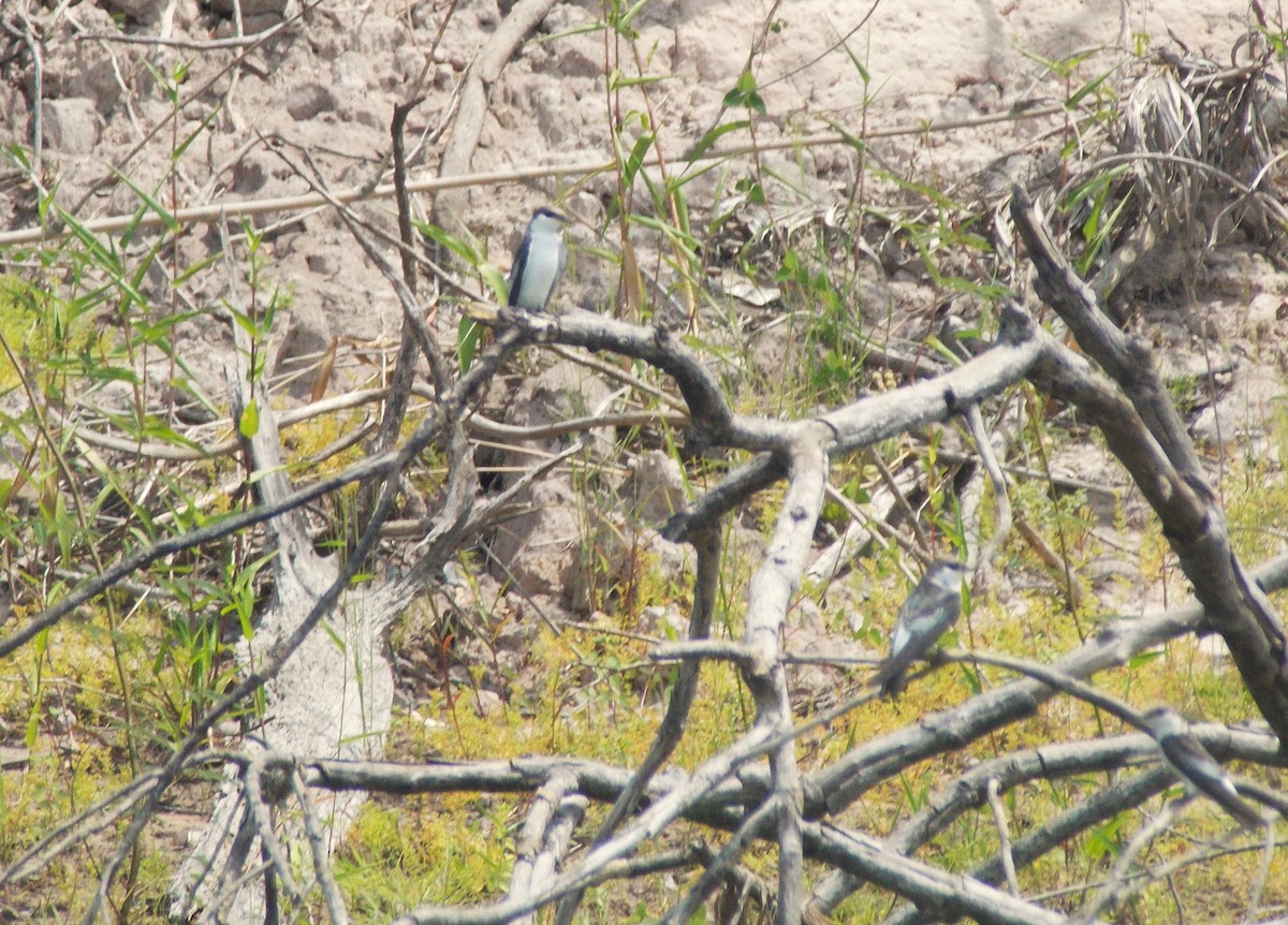 White-winged Swallow - ML646525606