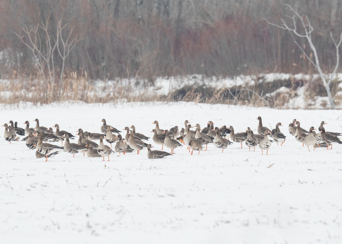 白額雁 - ML646525607