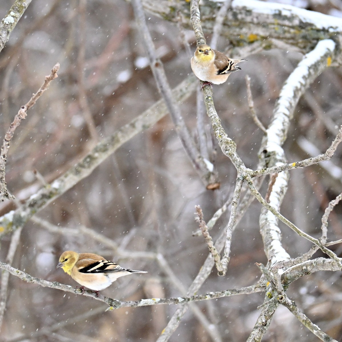 American Goldfinch - ML646525608