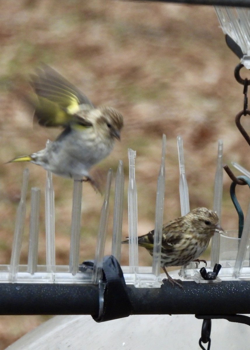 Pine Siskin - ML646525612