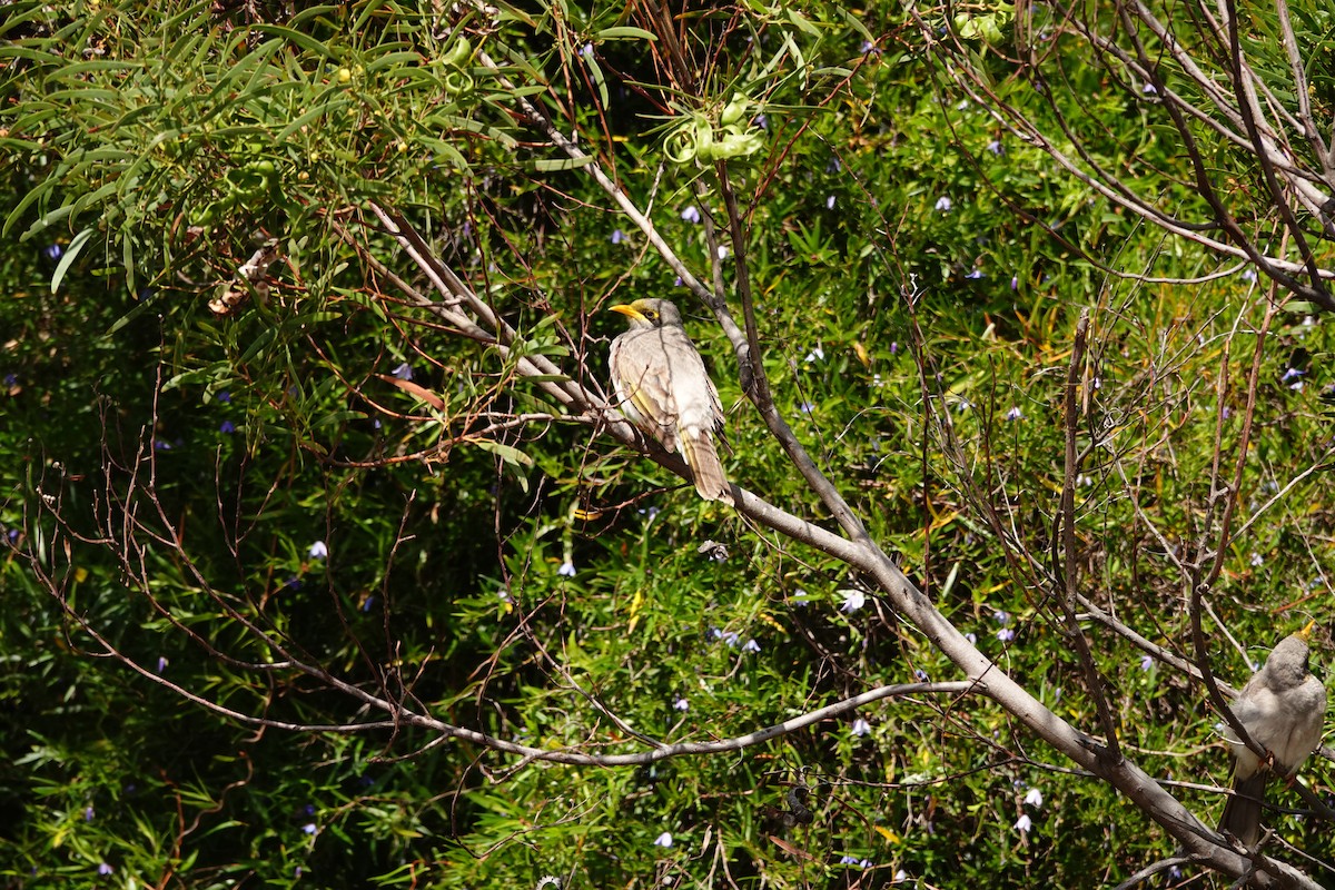 Yellow-throated Miner - ML646525613