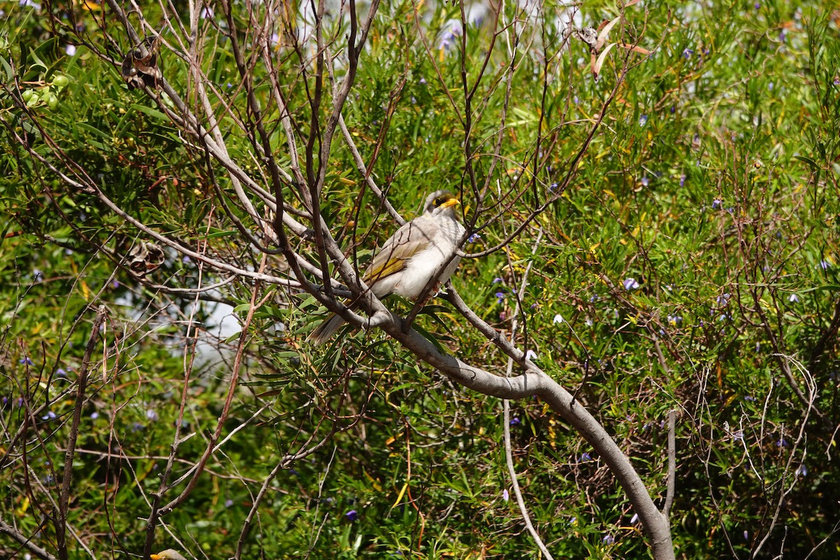 Yellow-throated Miner - ML646525614