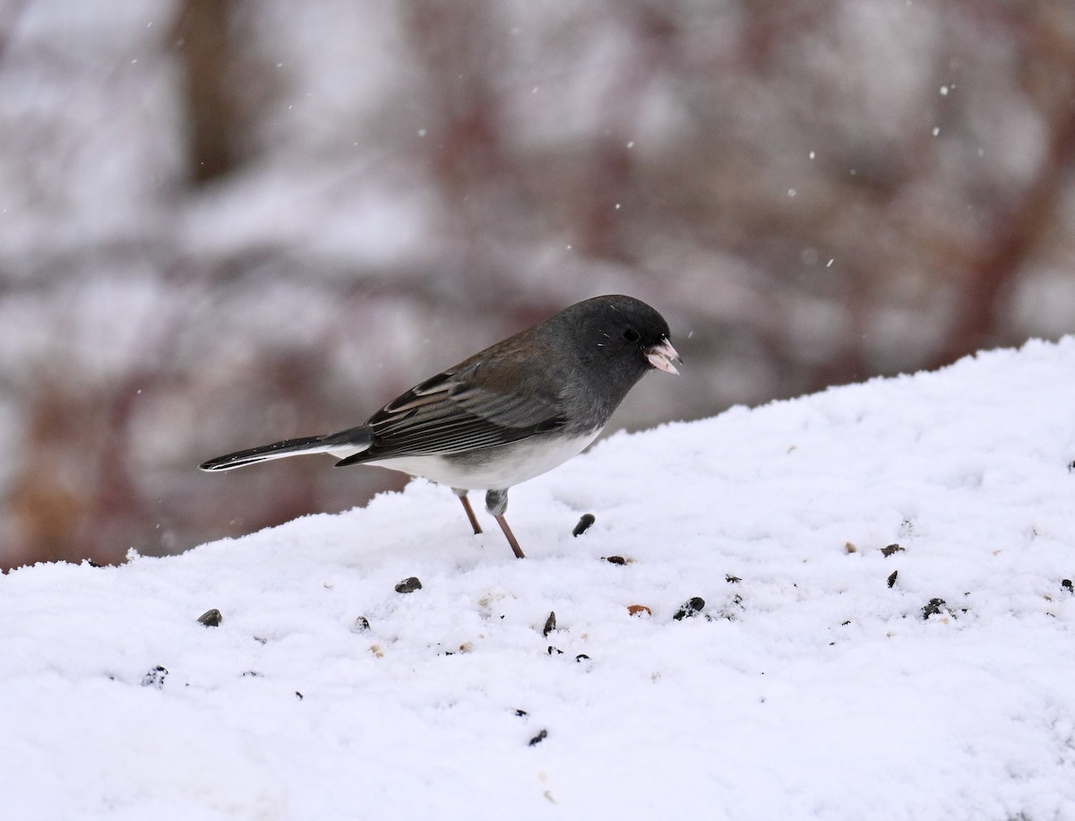Dark-eyed Junco - ML646525625
