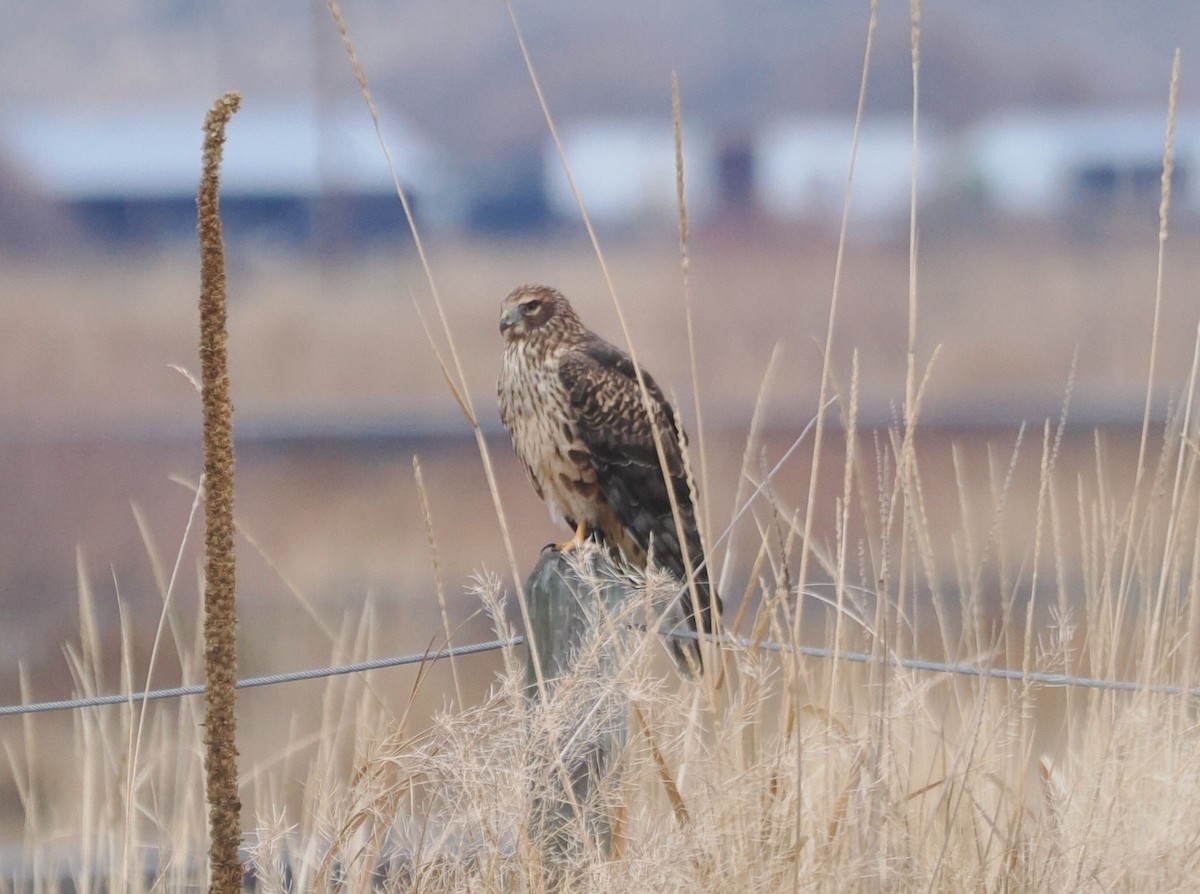 moták severoamerický - ML646525626