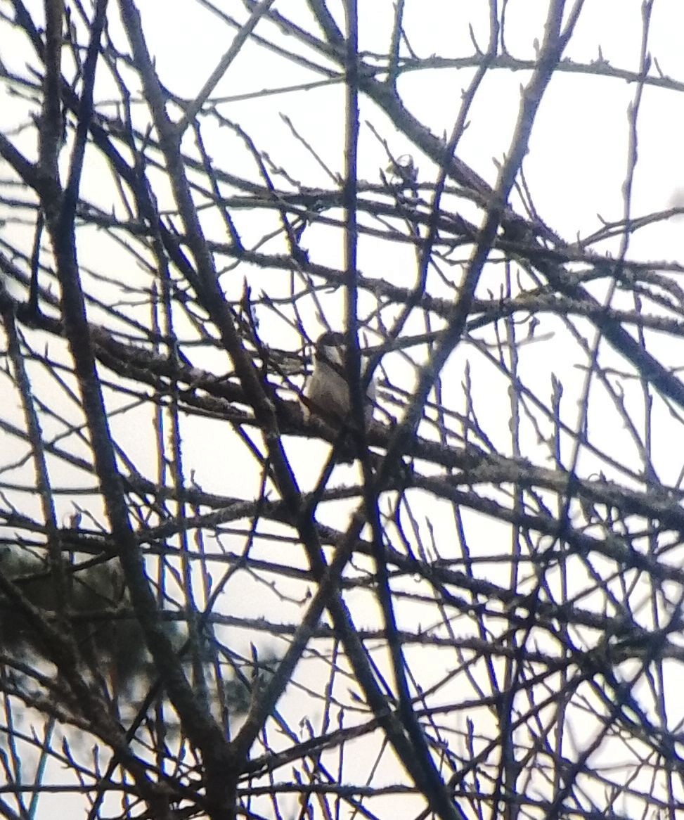 Coal Tit - ML646525627