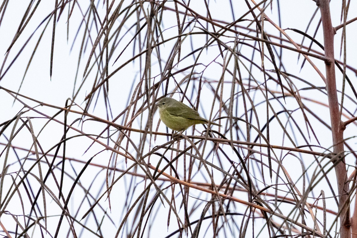 Orange-crowned Warbler - ML646525628