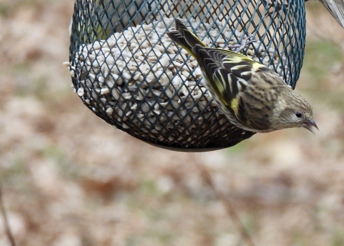 Pine Siskin - ML646525630