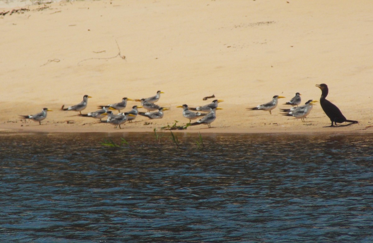 Large-billed Tern - ML646525631