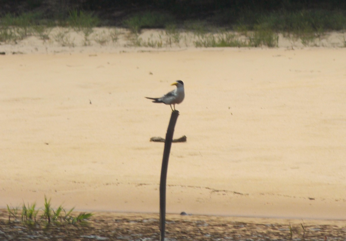 Large-billed Tern - ML646525632