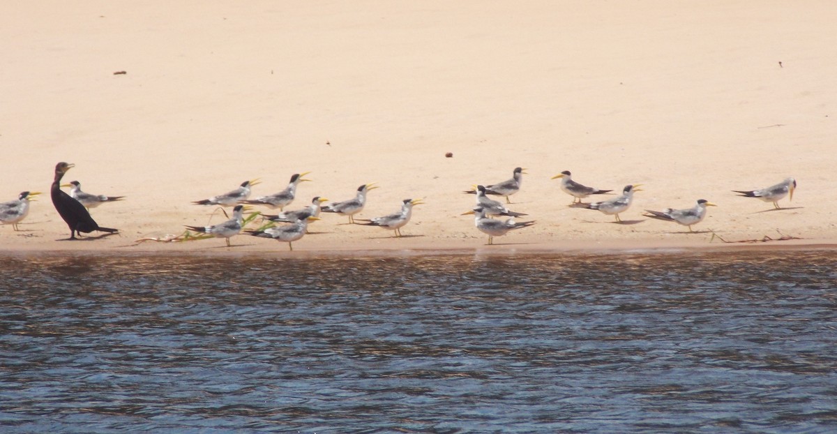 Large-billed Tern - ML646525634