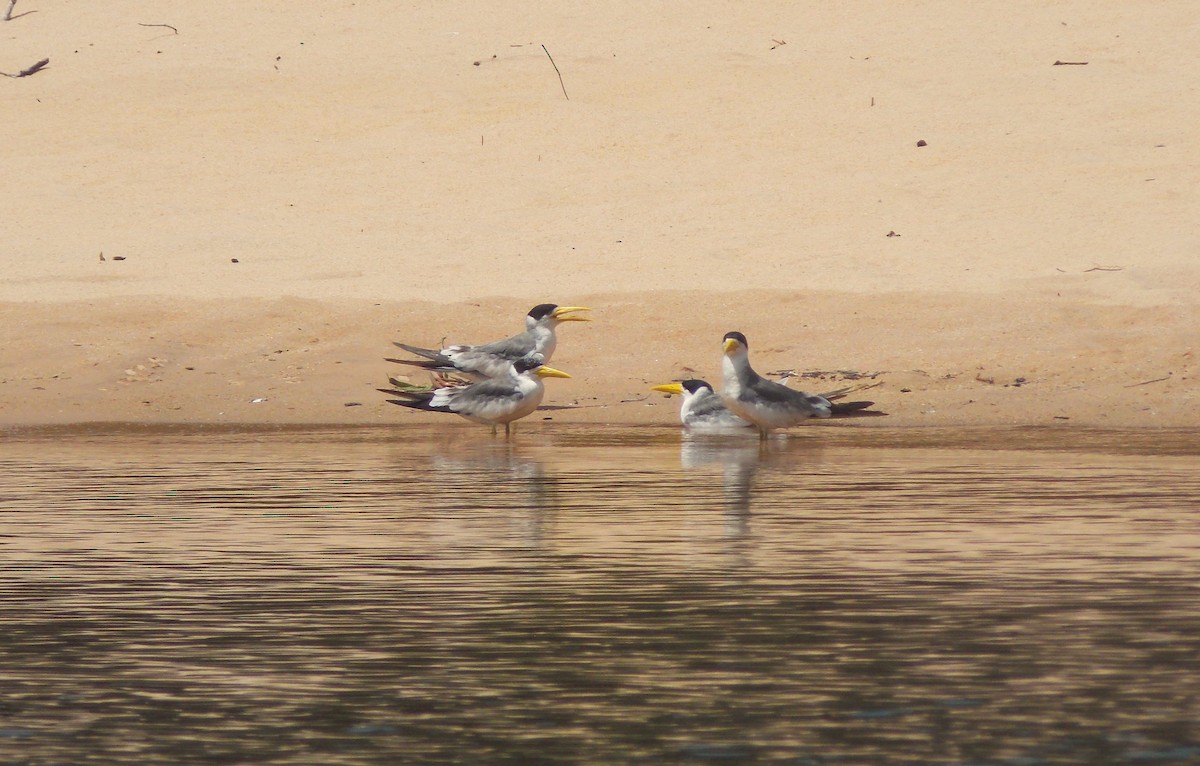 Large-billed Tern - ML646525635