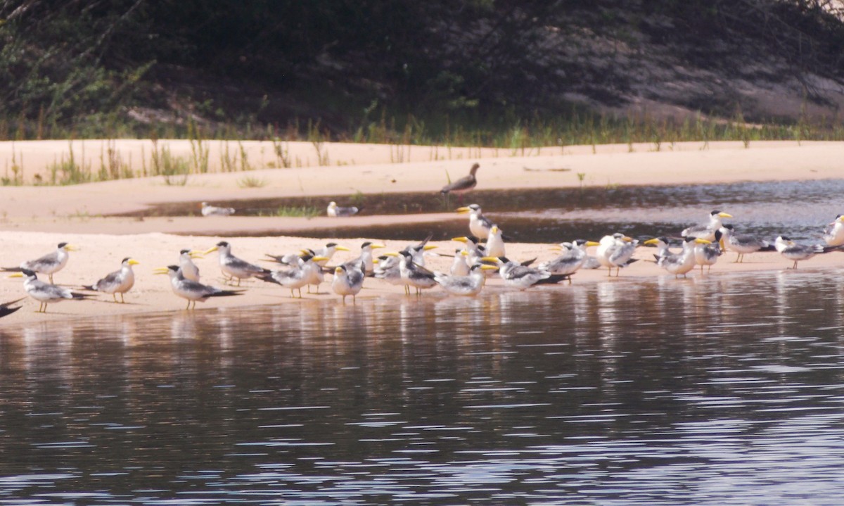 Large-billed Tern - ML646525636