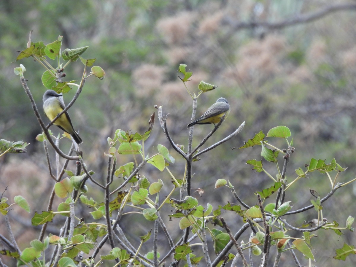 Западный тиранн - ML646525637