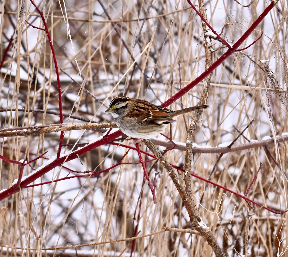 White-throated Sparrow - ML646525640