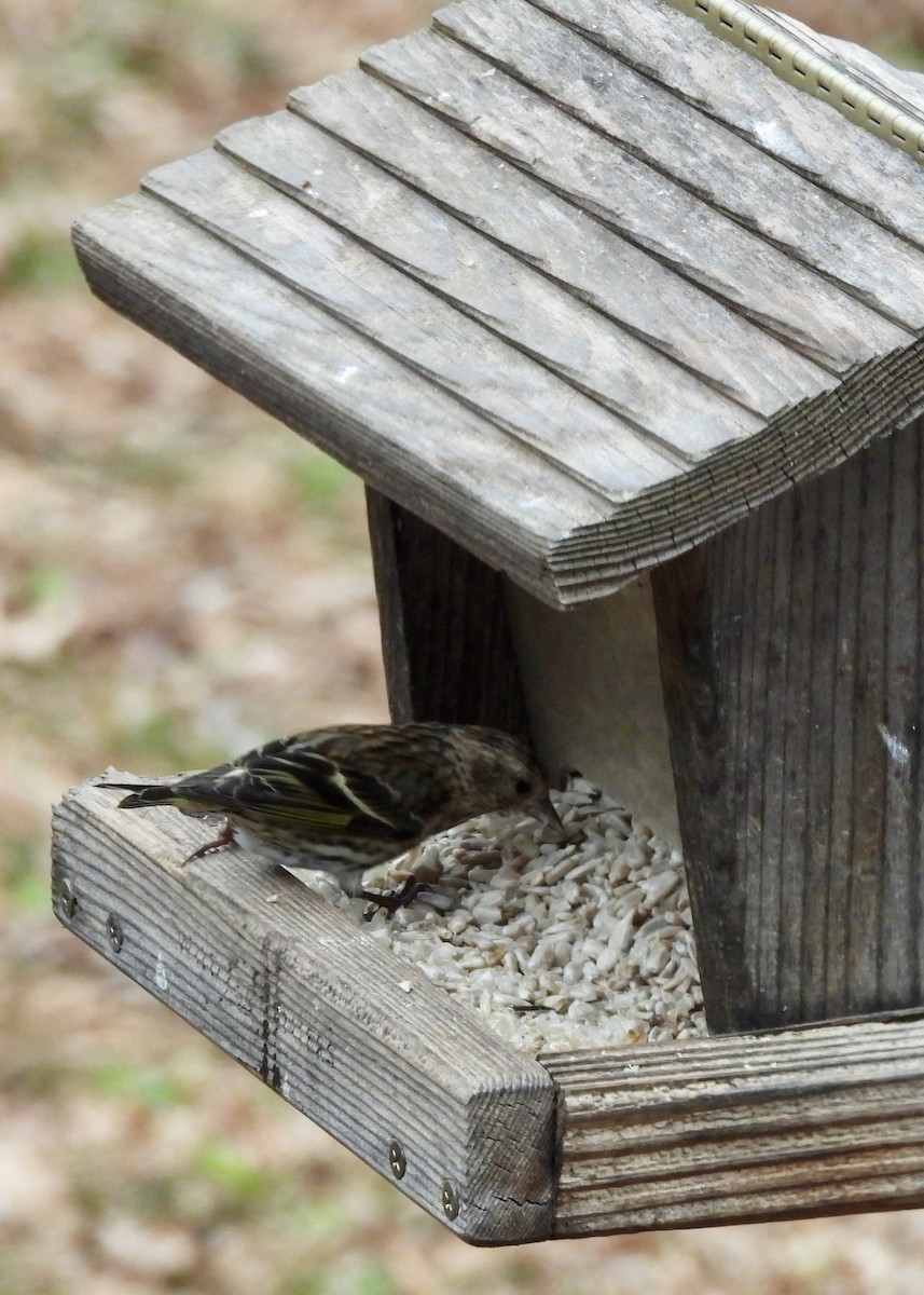 Pine Siskin - ML646525641