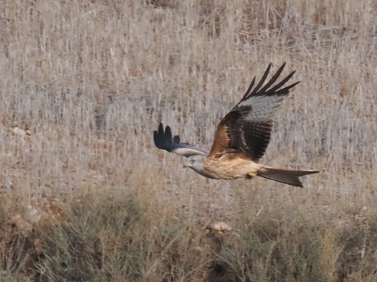 rødglente - ML646525646