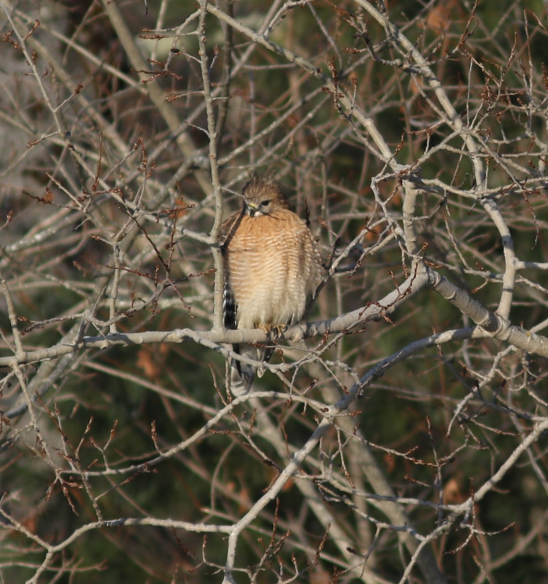 Buse à épaulettes - ML646525647