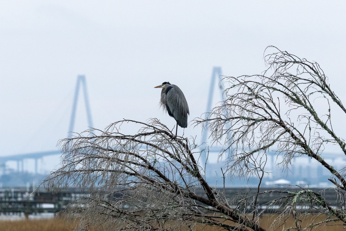 Great Blue Heron - ML646525652