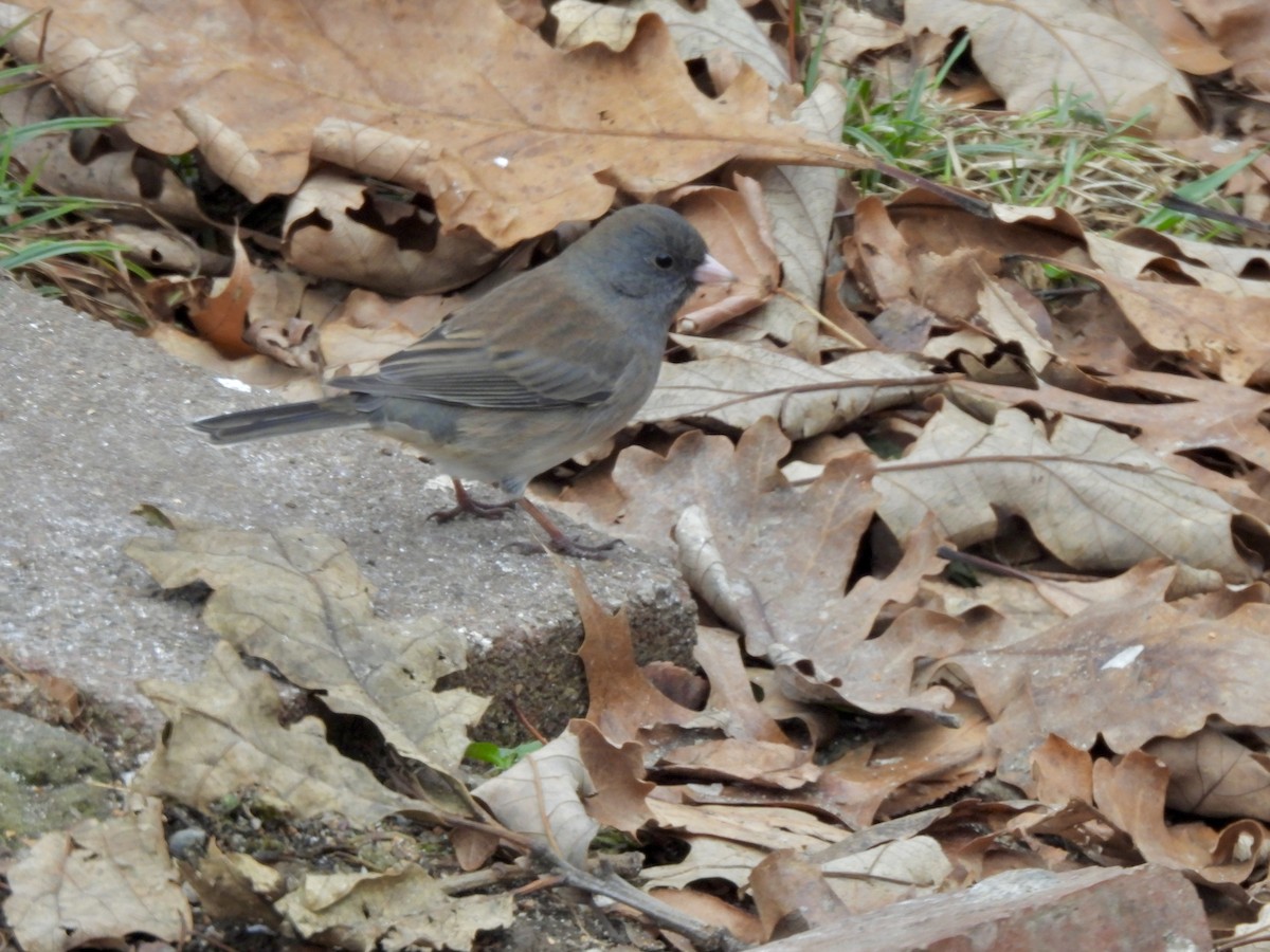 Dark-eyed Junco - ML646525653