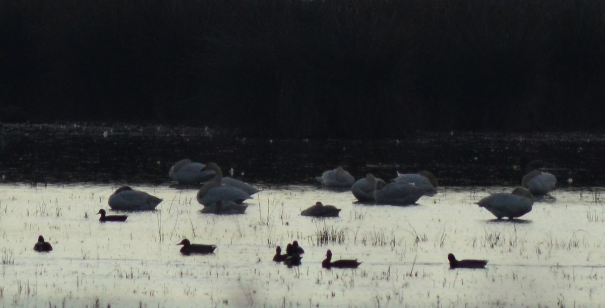 コハクチョウ - ML646525656