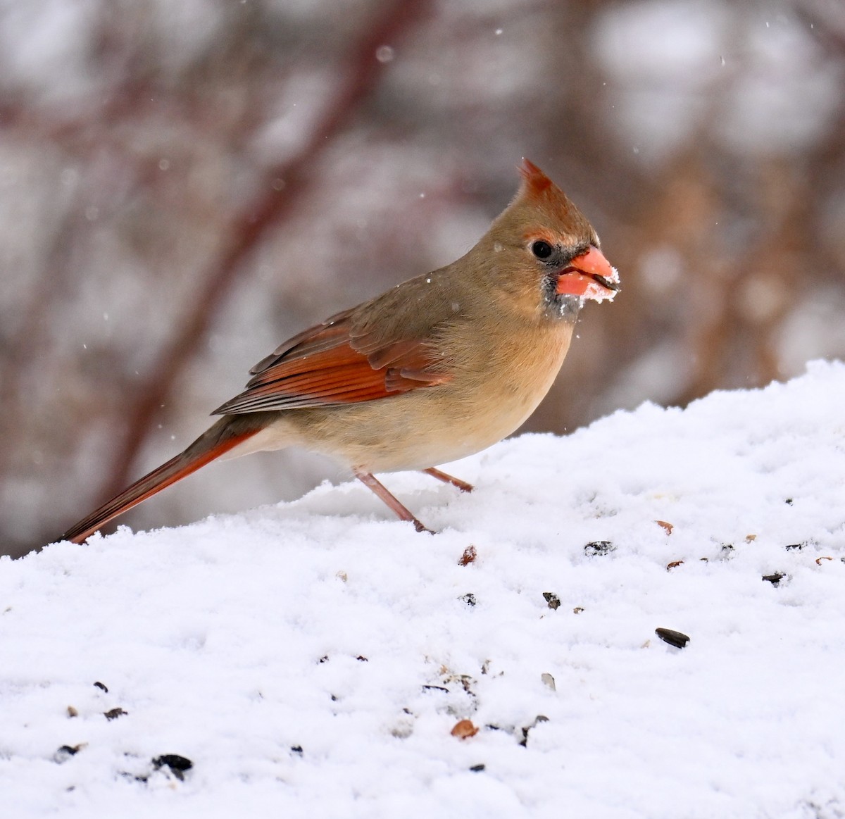 Kardinal arrunta - ML646525657