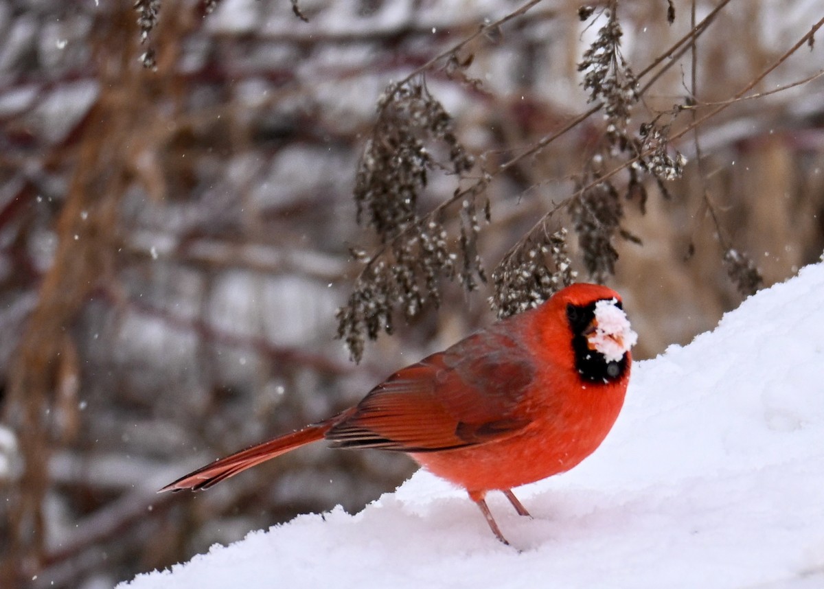 Kardinal arrunta - ML646525658